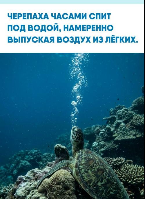 Среди рифов островов Кука зелёная черепаха ария может лежать почти неподвижно, будто полностью отключившись от окружающего мира.  
