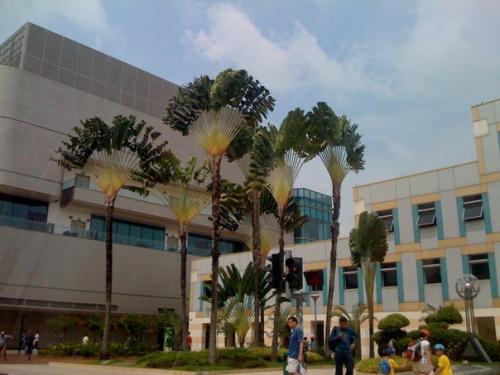 Удивительная пальма - веер. 07