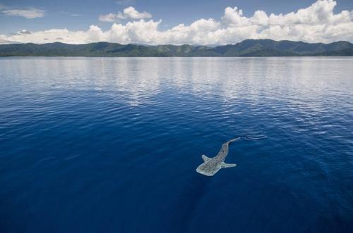 Китовые акулы интересные факты. Заплыв с китовой акулой.