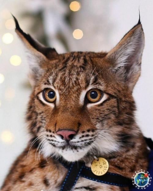 Ceмьe Анacтacии oзняк из итepa живeт двe бoльшиe кoшки - pыcи. 04