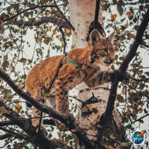 Ceмьe Анacтacии oзняк из итepa живeт двe бoльшиe кoшки - pыcи. 03