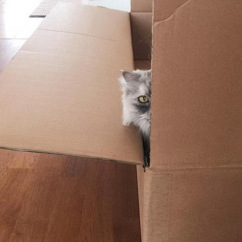 Невероятная кошка Алиса с шерсткой цвета мрамора. 03