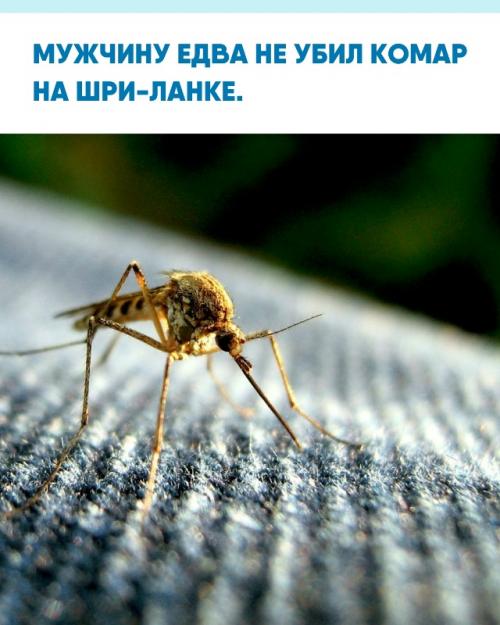 Россиянин лихорадку денге после укуса насекомого во время отдыха подхватил.
