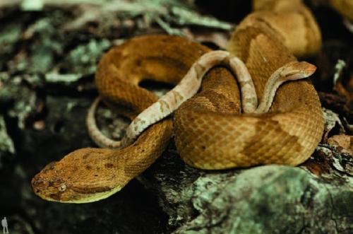 Кеймада - гранди - мнимый райский уголок.