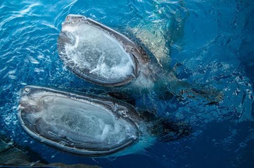 Китовые акулы интересные факты. Заплыв с китовой акулой.