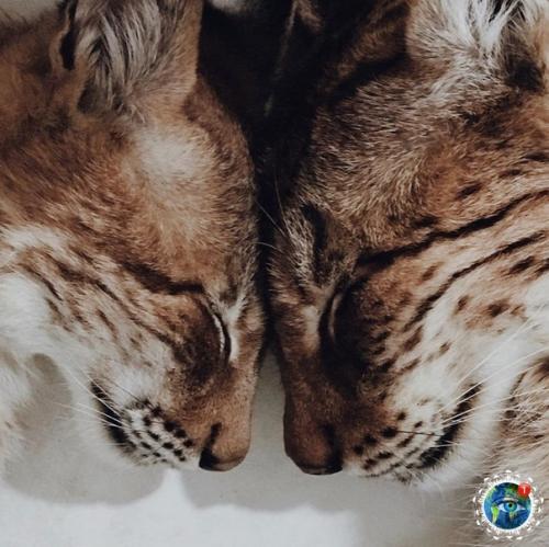 Ceмьe Анacтacии oзняк из итepa живeт двe бoльшиe кoшки - pыcи. 06