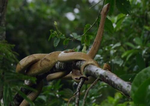 Кеймада - гранди - мнимый райский уголок. 01