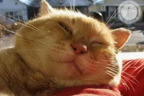 Во время сна кошки продолжают слышать и анализировать звуки и запахи, поэтому они могут моментально проснуться, и вцепиться в твое бренное тело.