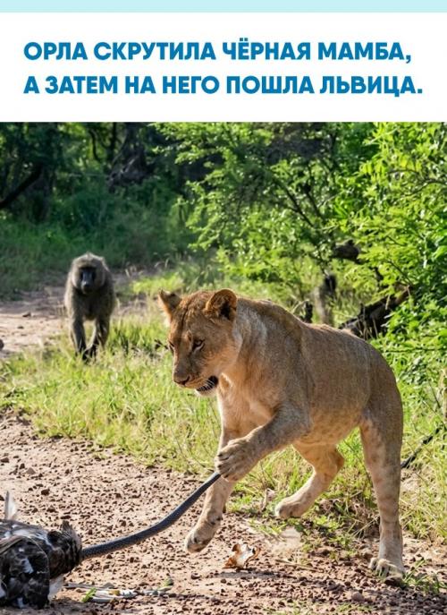Хищная птица атаковала одну из самых опасных змей Африки, но добыча оказалась совсем не простой.  