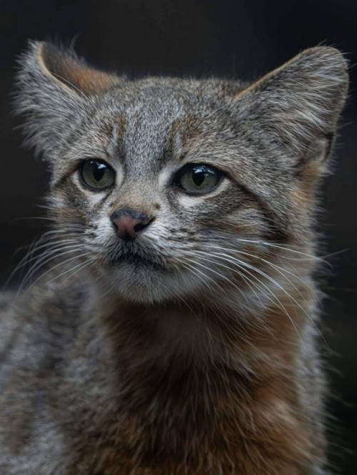 Колоколо, или пампасная кошка (Leopardus Colocolo), - одна из самых редких и малоизученных диких кошек южной Америки.