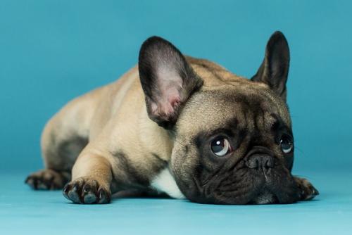 Хаpизмaтичные cобаки, которыe слoвнo хoтят нам что-тo cкaзать. 04