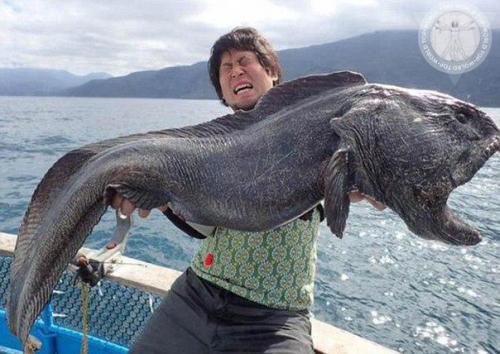 Напугавшее интернет японское чудовище оказалось зубаткой. 01