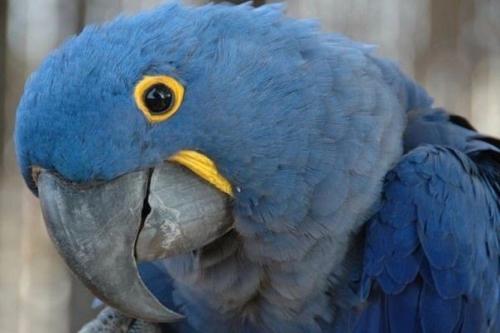 Голубой ара - это вид попугаев больше не встречается в дикой природе Бразилии.