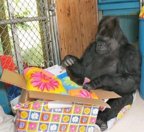 Горилла коко с детства обучается учёными стенфордского университета.  