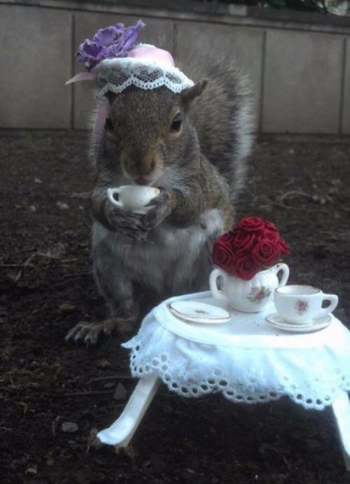 Американская студентка дружит с белками и переодевает их в разные костюмы. 08