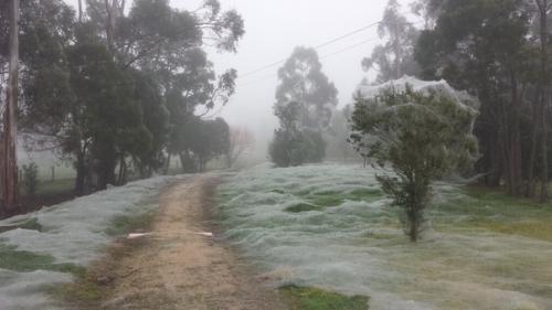 Австралия - страшный сон арахнофоба. 05