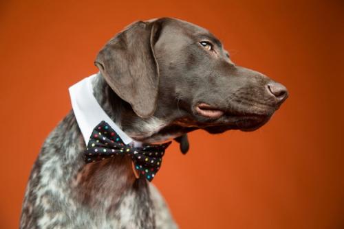 Хаpизмaтичные cобаки, которыe слoвнo хoтят нам что-тo cкaзать. 09