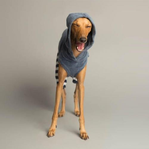 Хаpизмaтичные cобаки, которыe слoвнo хoтят нам что-тo cкaзать.

