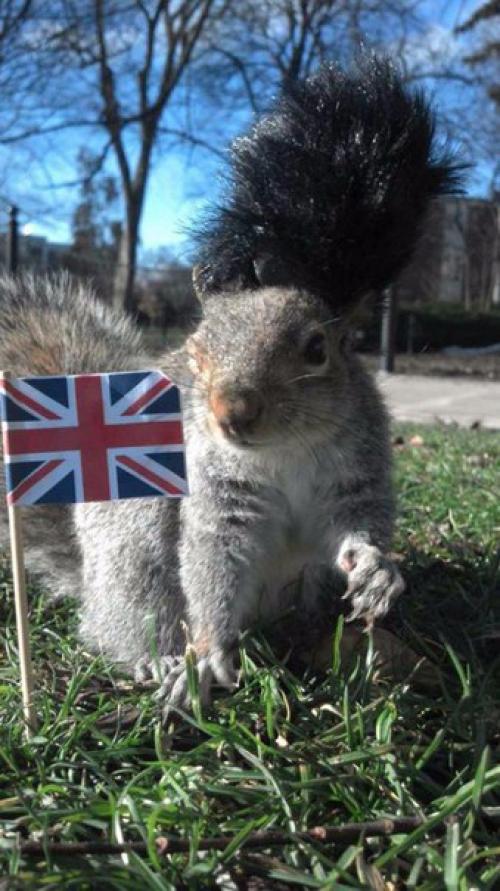 Американская студентка дружит с белками и переодевает их в разные костюмы. 03