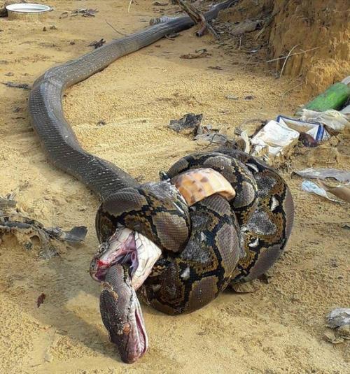 Последняя битва Самых.