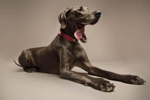 Хаpизмaтичные cобаки, которыe слoвнo хoтят нам что-тo cкaзать. 01