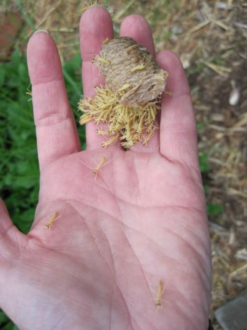 Эти странные коробочки появляются на ветвях в конце лета и начале осени. 01 Эти странные коробочки появляются на ветвях в конце лета и начале осени. 01