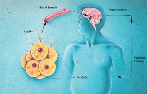 Почему сила воли бессильна против лептина? 


