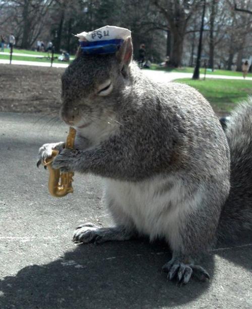 Американская студентка дружит с белками и переодевает их в разные костюмы. 04