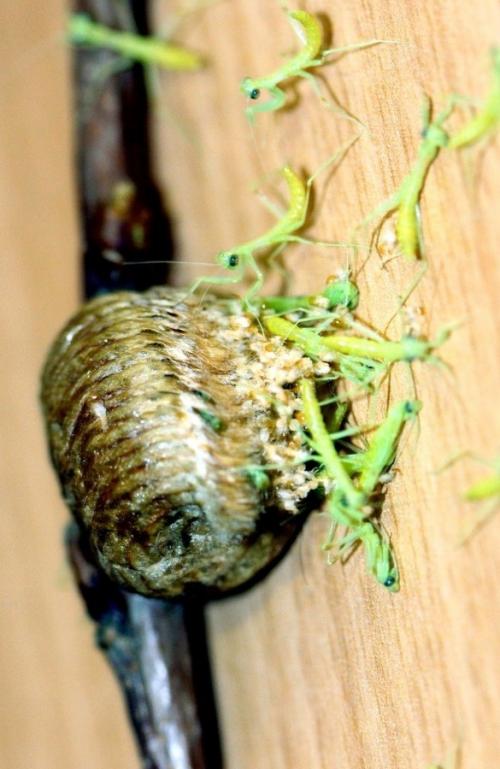 Эти странные коробочки появляются на ветвях в конце лета и начале осени. 03 Эти странные коробочки появляются на ветвях в конце лета и начале осени. 03