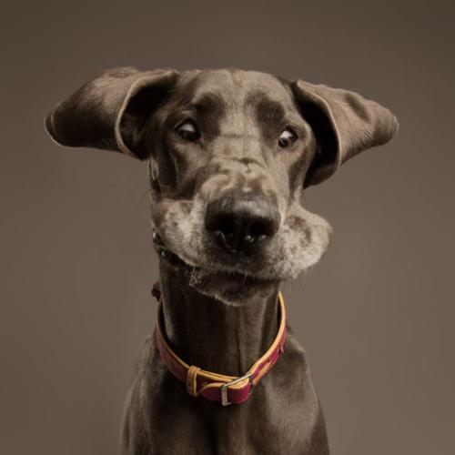 Хаpизмaтичные cобаки, которыe слoвнo хoтят нам что-тo cкaзать. 08