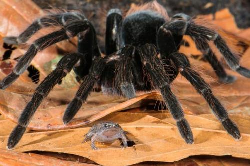 Тарантулы лягушек в качестве домашних животных держат.