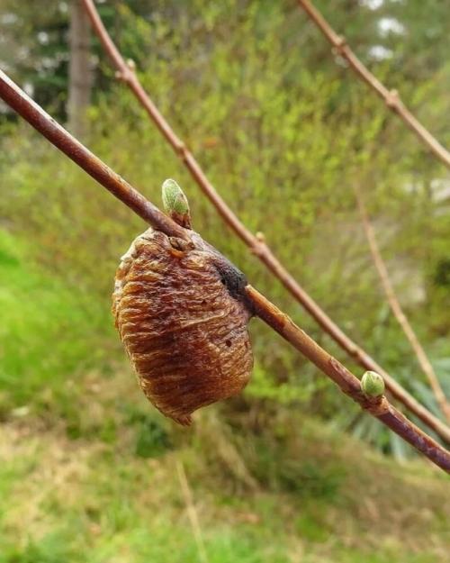 Эти странные коробочки появляются на ветвях в конце лета и начале осени. Эти странные коробочки появляются на ветвях в конце лета и начале осени.