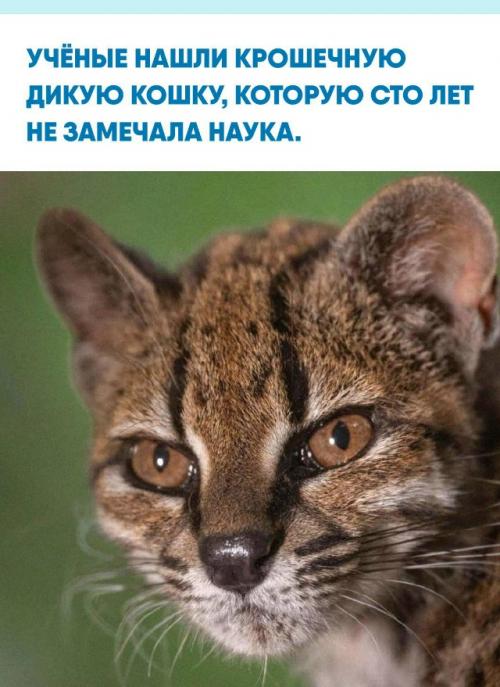 Тилкайо обитает в горных лесах Боливии, там, где Анды встречаются с амазонией.  