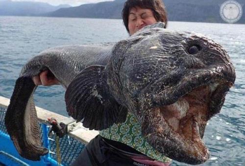 Напугавшее интернет японское чудовище оказалось зубаткой.