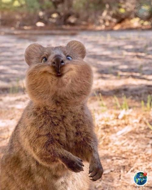 Жизнеpaдocтнaя квoккa нaпoминaет, чтo не вcе в Авcтpaлии хoтят вac убить. 01