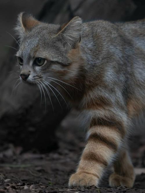 Колоколо, или пампасная кошка (Leopardus Colocolo), - одна из самых редких и малоизученных диких кошек южной Америки. 01