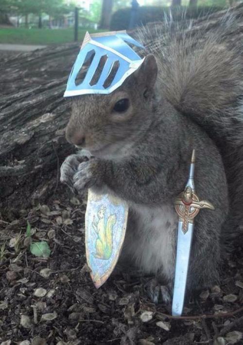 Американская студентка дружит с белками и переодевает их в разные костюмы. 01