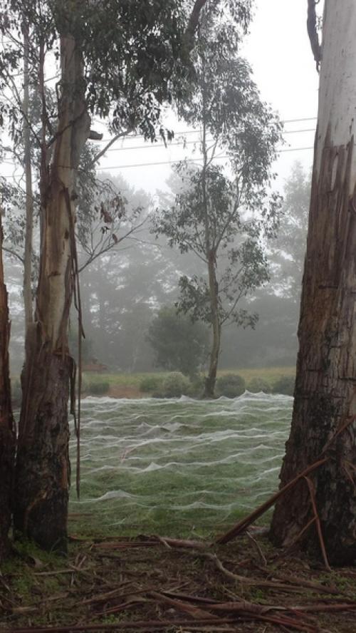 Австралия - страшный сон арахнофоба. 01