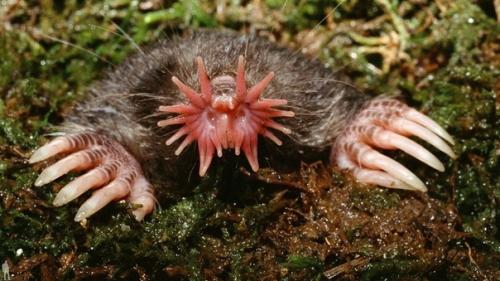 Звездонос (лат. Condylura Cristata. Звездонос (лат. Condylura Cristata.