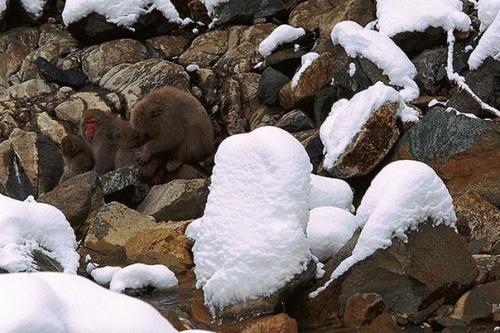 А вы животных на фотографиях видите? 09