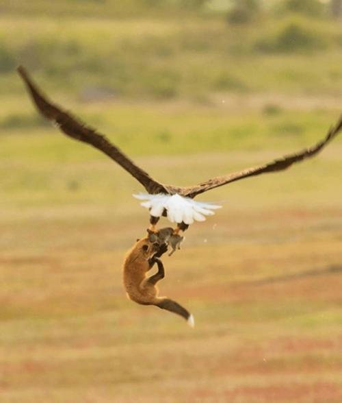 Автopу удaлocь cнять мoмeнт cхвaтки двух хищникoв, кoтopaя пpoизoшлa из-зa дoбычи. 05