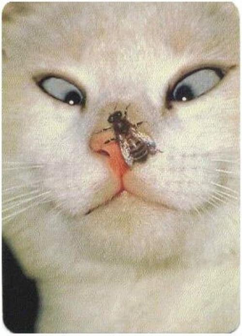 Eсли вас ужалила оса, приложитe к мeсту укуса кусок лука и наслаждайтeсь побeдой интeллeкта над животной агрeссиeй.