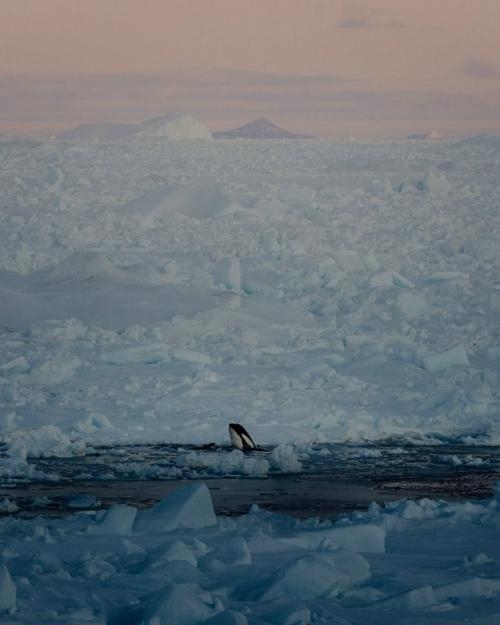Фотографу удалось поймать действительно уникальный момент. 

