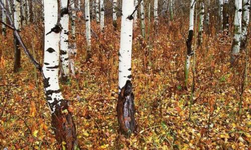 А вы животных на фотографиях видите?