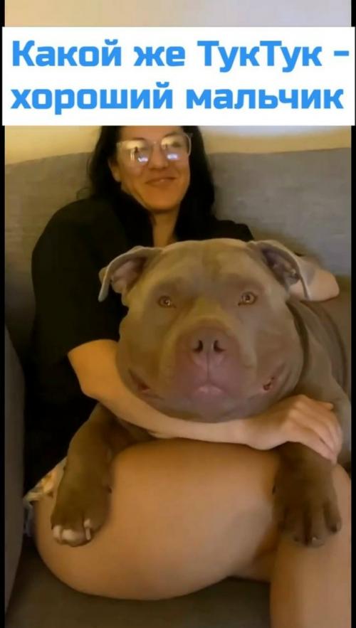 Американский булли по кличке туктук завоевал популярность в социальных сетях благодаря своей невероятно крупной голове. 
