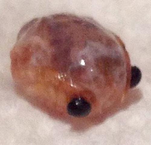 Зверь в банке. 02