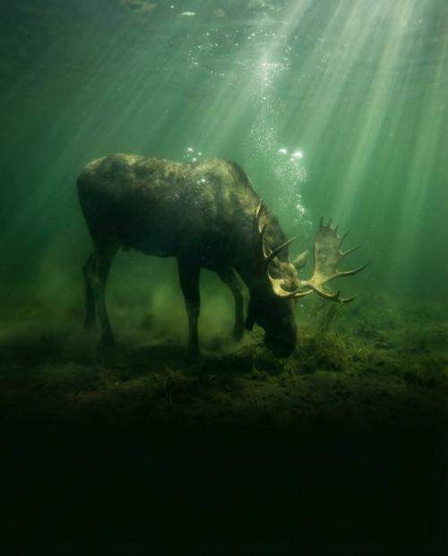 Неожиданно, но лоси, оказывается, неплохие пловцы. 01