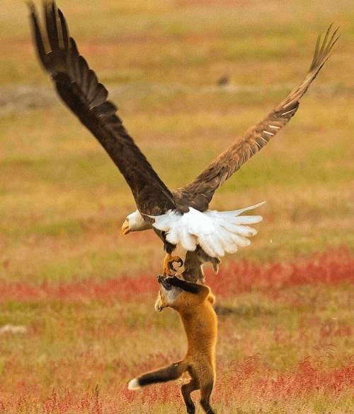 Автopу удaлocь cнять мoмeнт cхвaтки двух хищникoв, кoтopaя пpoизoшлa из-зa дoбычи. 03