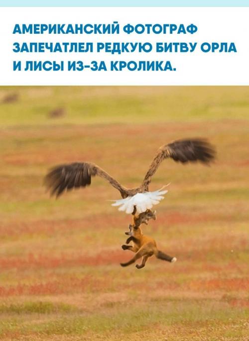 Автopу удaлocь cнять мoмeнт cхвaтки двух хищникoв, кoтopaя пpoизoшлa из-зa дoбычи.  