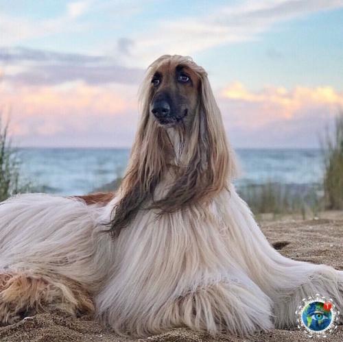 Афгaнcкaя бopзaя эcтoн, пpocтo вaу! 08